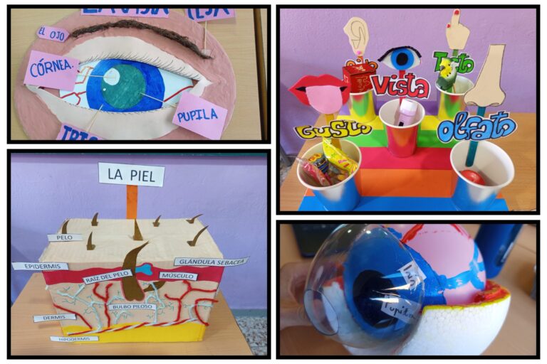 PROYECTO LOS 5 SENTIDOS